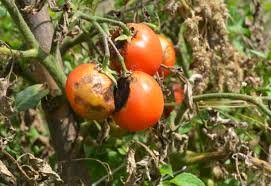 alternaria tomate3