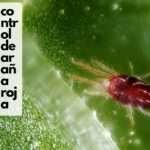 control de la araña roja