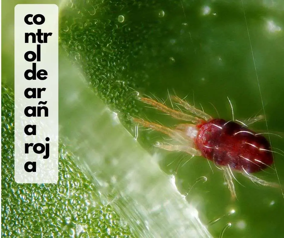 control de la araña roja