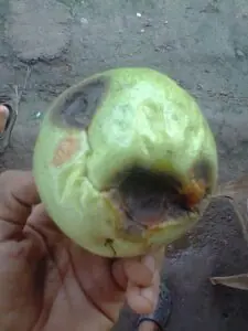 Síntomas de Antracnosis en maracuyá.
