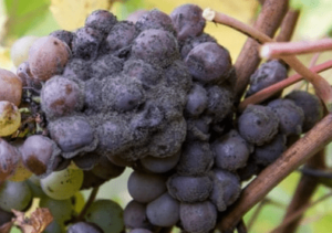 Síntomas de Botrytis cinerea en uva