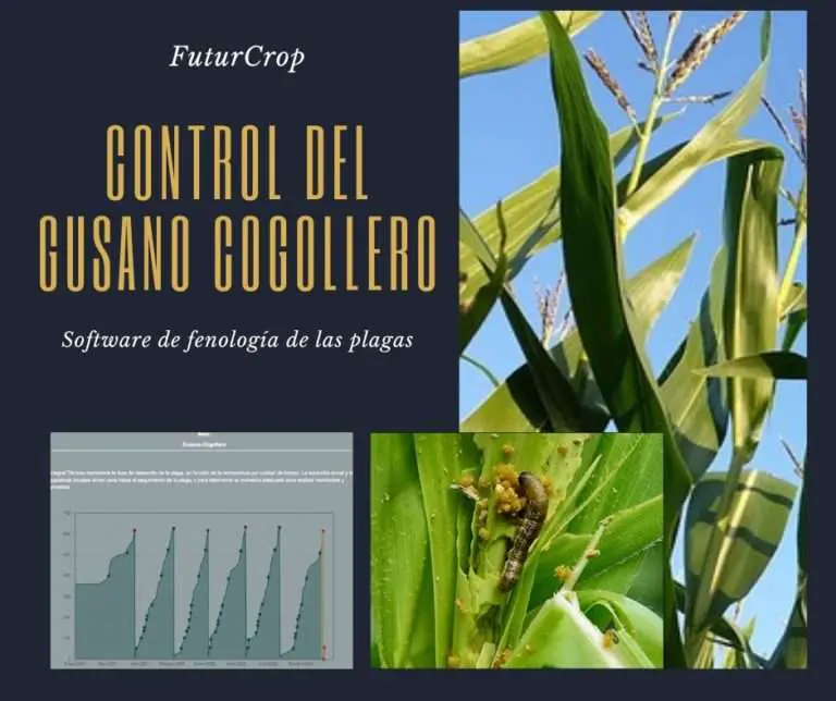 control del gusano cogollero