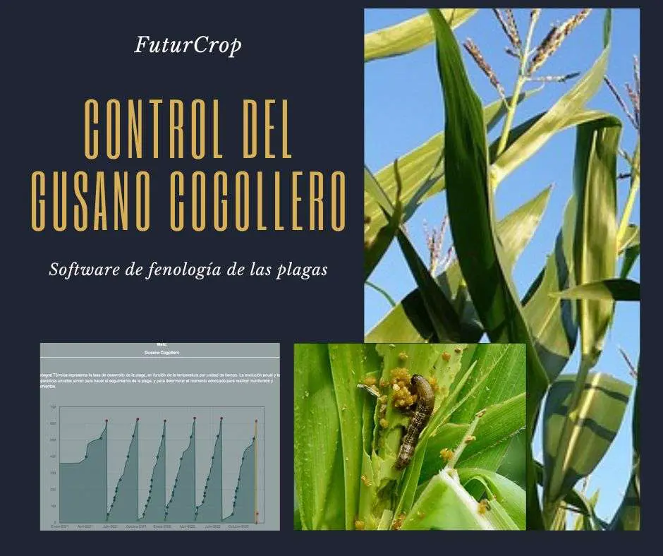control del gusano cogollero