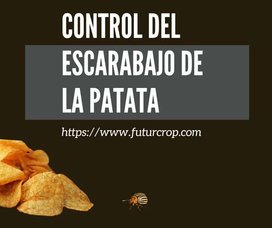 escarabajo de la patata