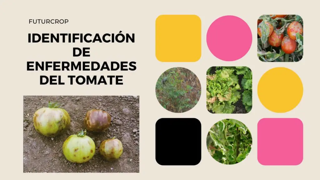 identificacionde enfermedades del tomate 2