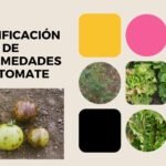 identificacionde enfermedades del tomate 2