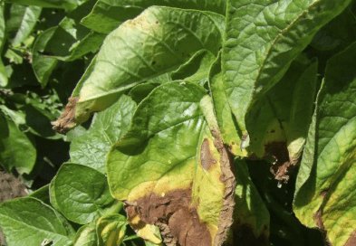 Síntomas del tizón tardío en tomate