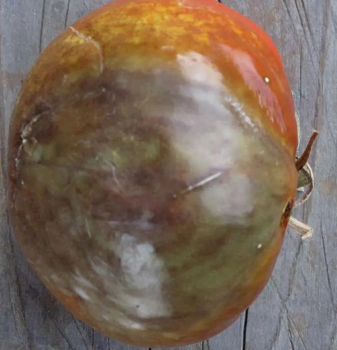 Síntomas del tizón tardío en tomate