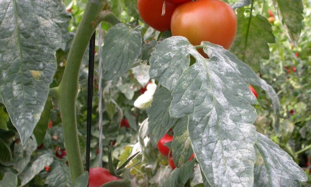 oidio en tomate