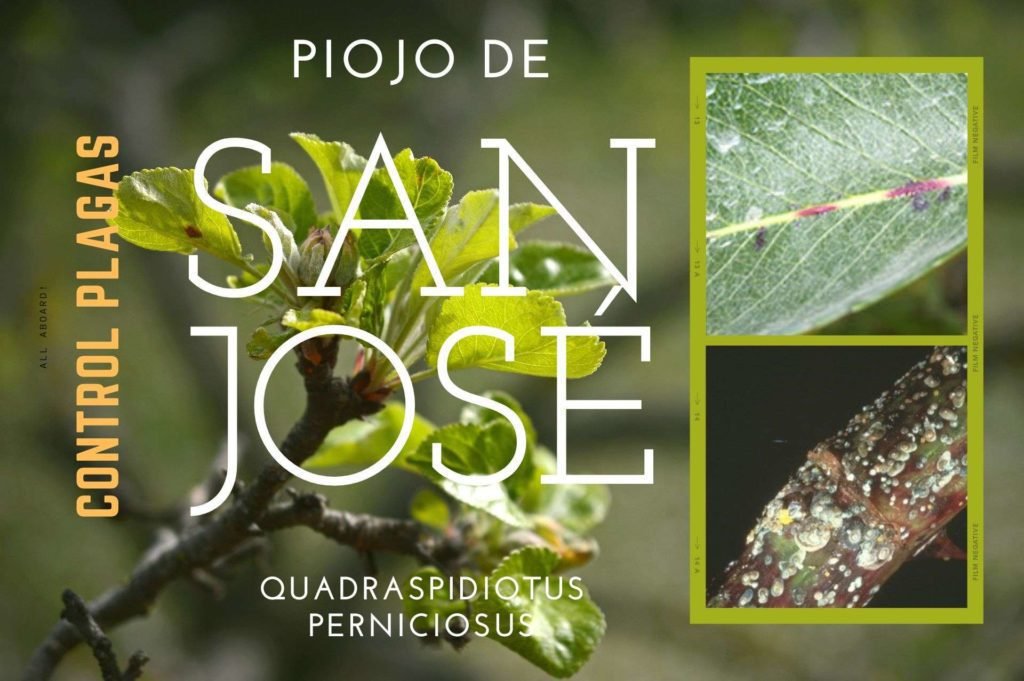 Control del Piojo de San José (Quadraspidiotus perniciosus)