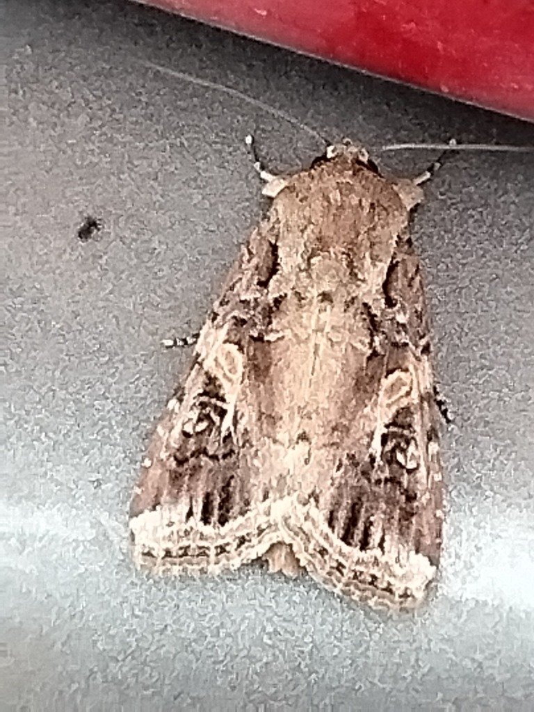 spodoptera frugiperda 4