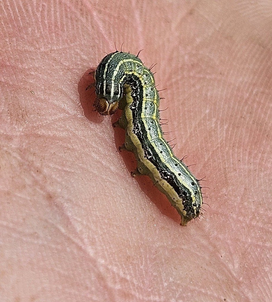 larllva de cogollero