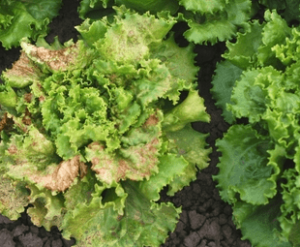 Síntomas de TSWV en lechuga