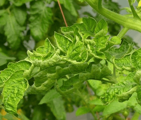 Síntomas de TYLCV en tomate