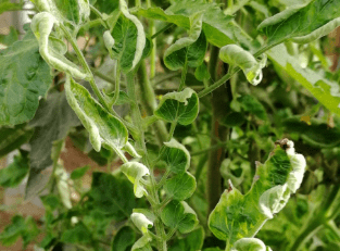 Síntomas de TYLCV en tomate