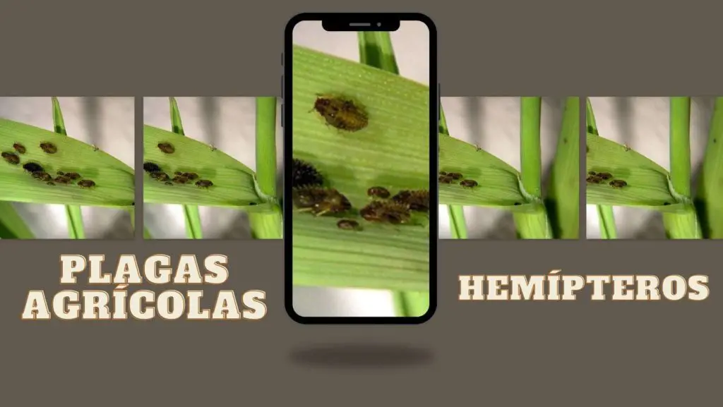 hemipteros