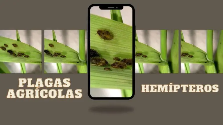 hemipteros
