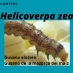 control del gusano elotero