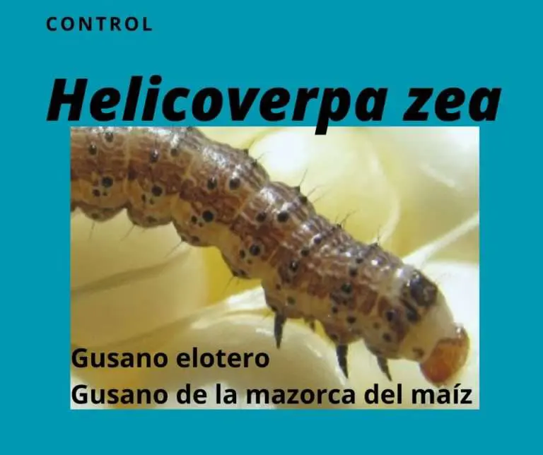 control del gusano elotero