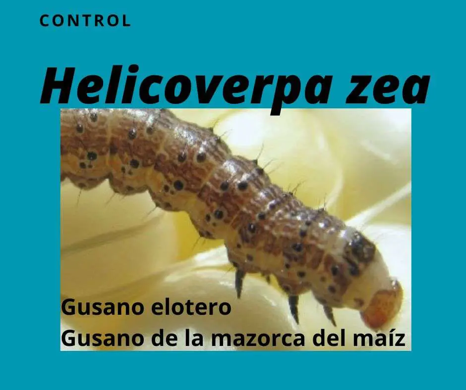 control del gusano elotero
