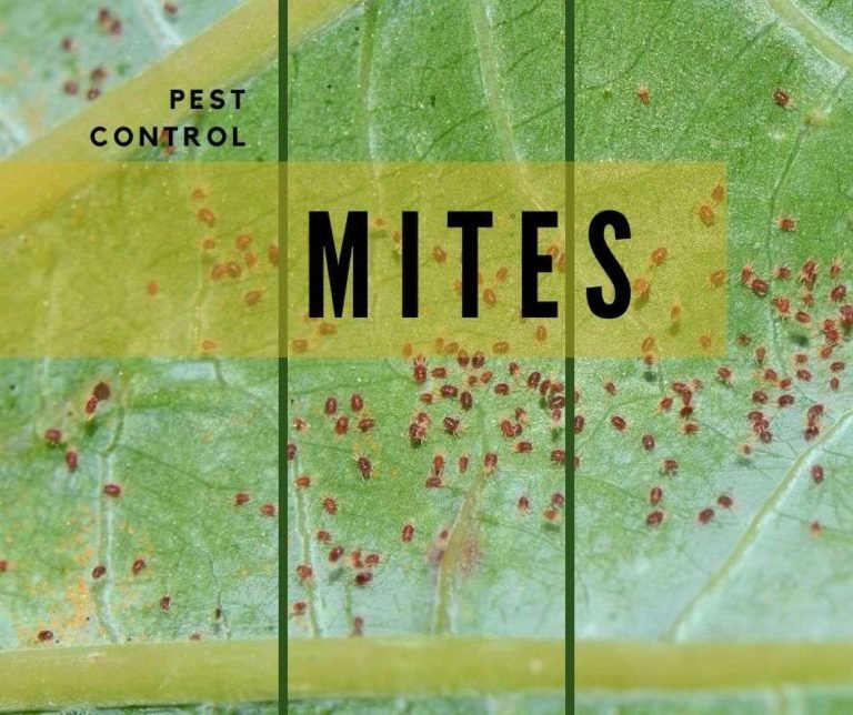 pest control mites