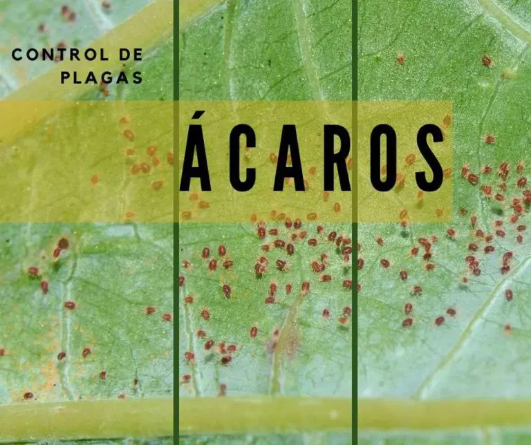 control de plagas acaros