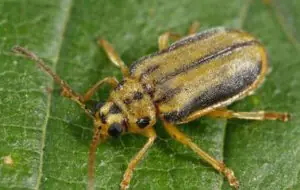 xanthogaleruca luteola