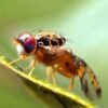 Ceratitis capitata
