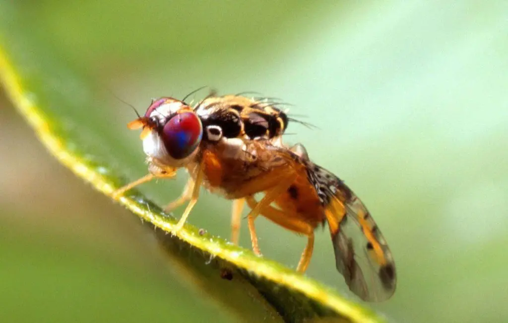 Ceratitis capitata