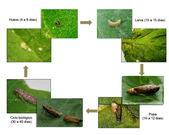 ciclo biologico tuta absoluta