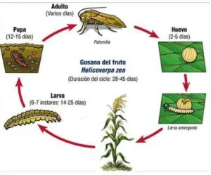 ciclo de vida helicoverpa zea