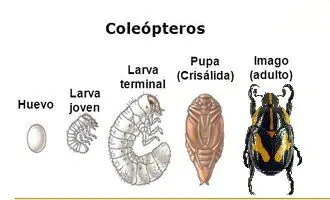 Ciclo de vida Coleopteros