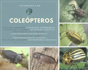 coleopteros