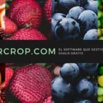 Control de plagas agrícolas Dipteros