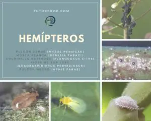 hemipteros