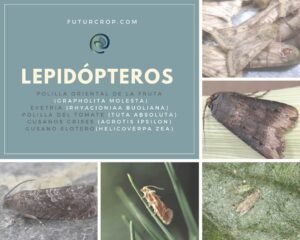 lepidopteros