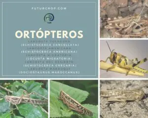 ortópteros