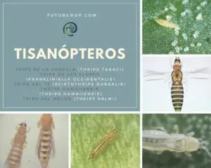 tisanopteros