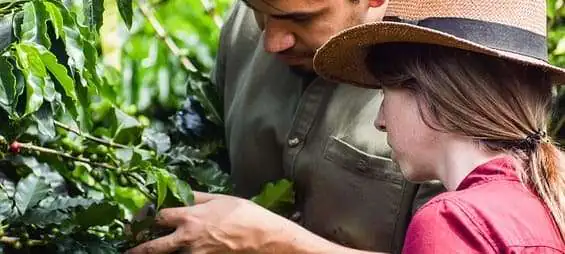 programa de control de plagas