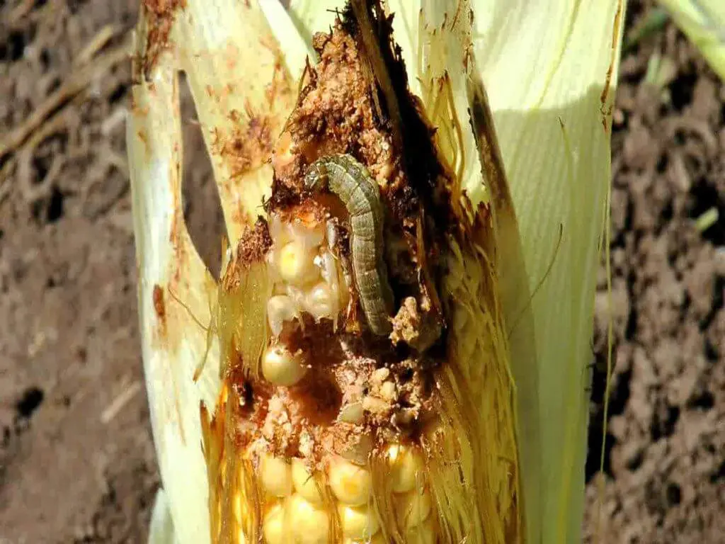 gusano cogollero