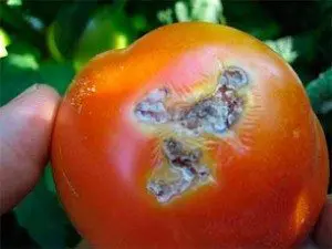 dano tomate tuta absoluta 300x225 1