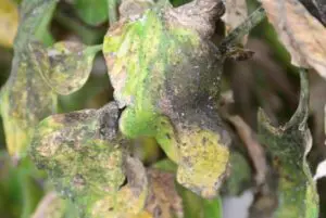 daños mosca blanca