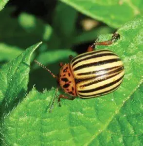 escarabajo de la patata