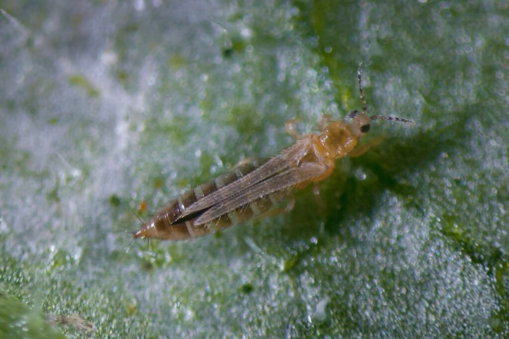 frankliniella occidentalis