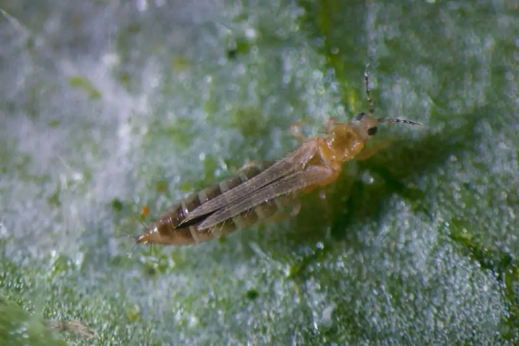 frankliniella occidentalis