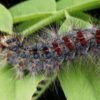 Lymantria dispar