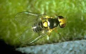 Liriomyza trifolii