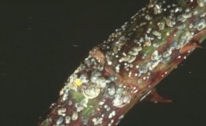 Quadraspidiotus perniciosus