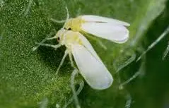 bemisia tabaci