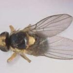 Liriomyza sativae